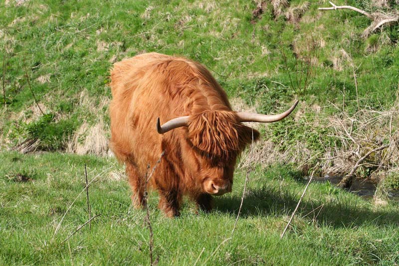 Where to see a Highland Cow near Edinburgh - Bill Baber Knitwear