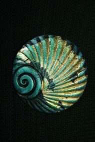 Jewel Shell Brooch