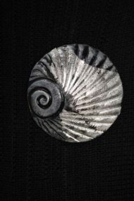 Mist Shell Brooch