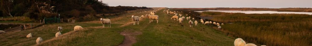 Shetland Wool