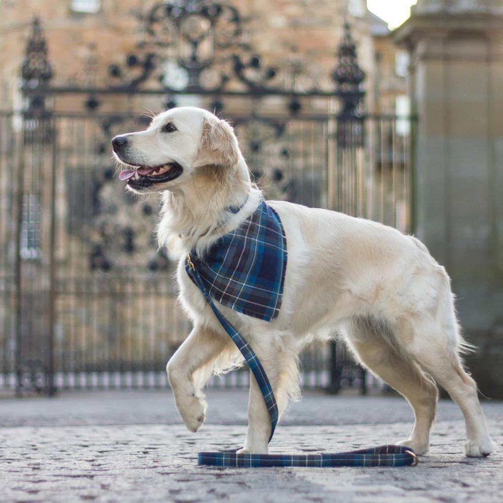 Made in Scotland Bark & Hare