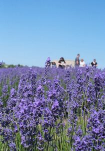 MIS Scottish Lavender Oils