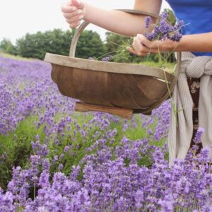 Scottish Lavender Oils