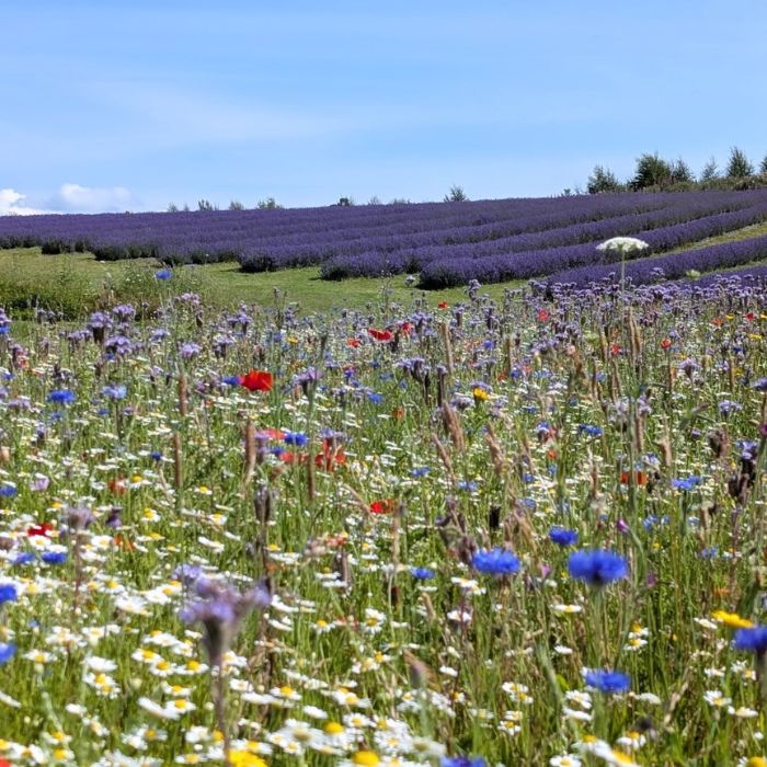 Scottish Lavender Oils